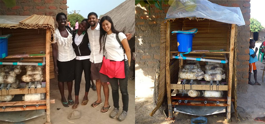 The mushroom house outside of Vivian’s house, before (left) and after (right) – many bags are producing now! Photos: Adith A K and Richard Maliamungu